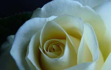 白玫瑰的花语是什么（紫色玫瑰的花语）