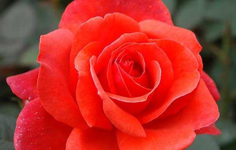 玫瑰花的功效与作用 玫瑰花的功效与作用及禁忌