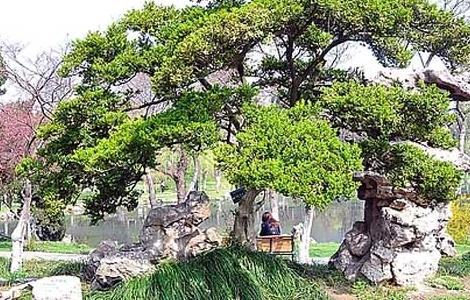 黄杨木盆景的养护管理