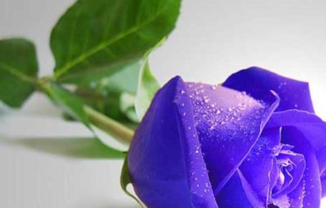 紫玫瑰的花语是什么 紫玫瑰的花语是什么花