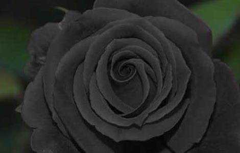 黑玫瑰花语是什么? 紫色玫瑰的花语