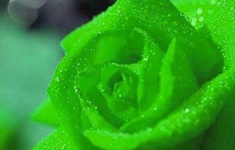 绿玫瑰花语是什么（绿色玫瑰花图片）