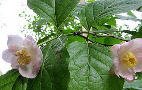 夏腊梅种植技术 美国夏腊梅的种植方法