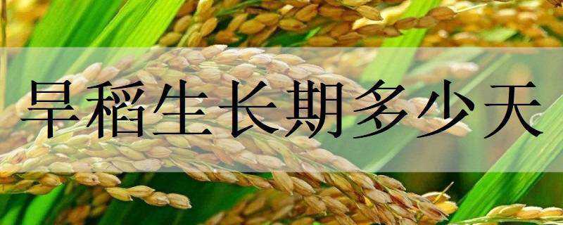 旱地水稻生长多少天 旱稻生长期多少天