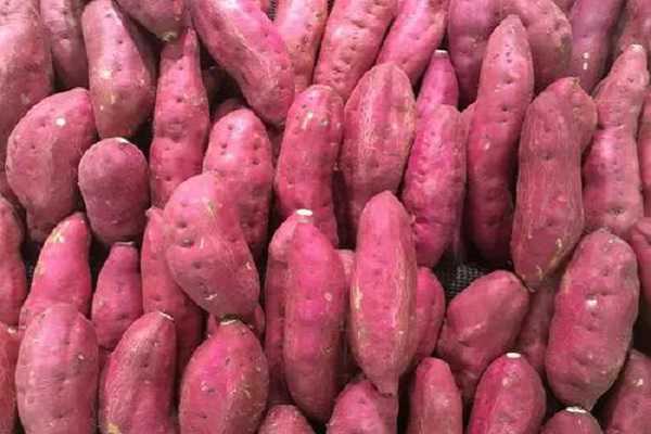 20亩红薯利润多少 一亩的收入有多少