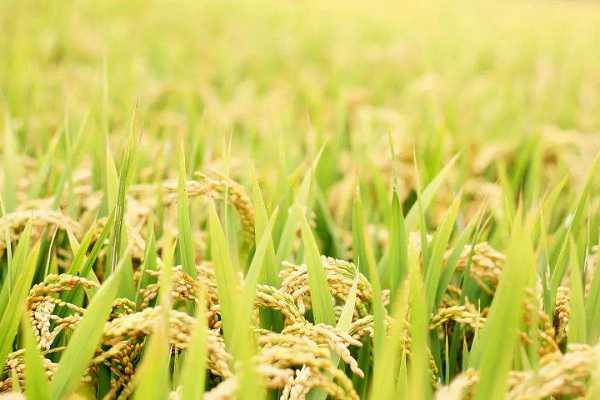 什么是水稻的倒二叶 如何进行分辨