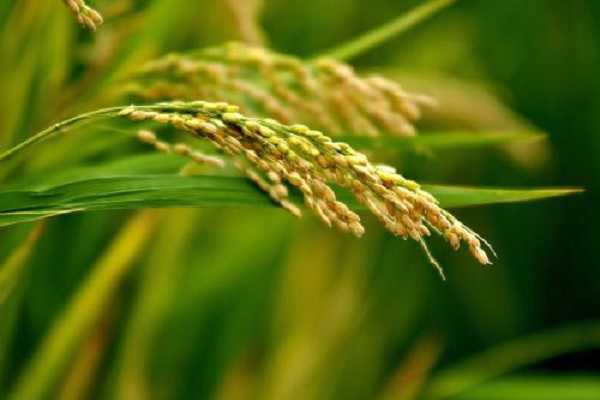 东北水稻施肥技术要点 注意事项有哪些