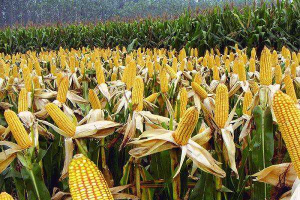 2020东北收玉米是几月份 注意事项有哪些