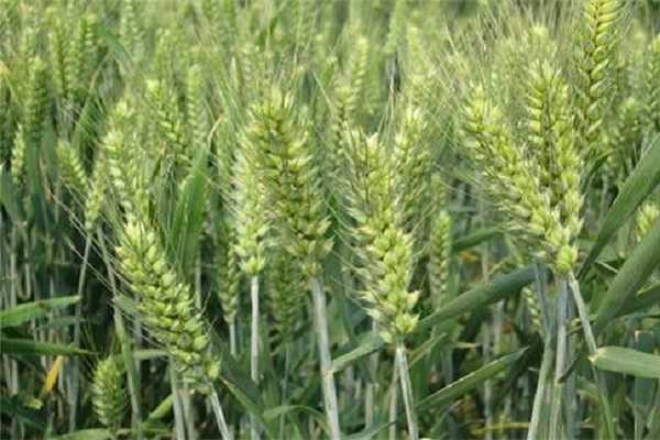 冬小麦现在可以施肥吗，施肥最佳时间