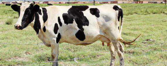 育肥牛的养殖方法和技术 育肥牛的养殖方法和技术方法