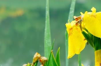 黄菖蒲 黄菖蒲花语