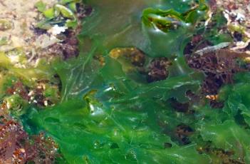 石莼 石莼是藻类植物吗