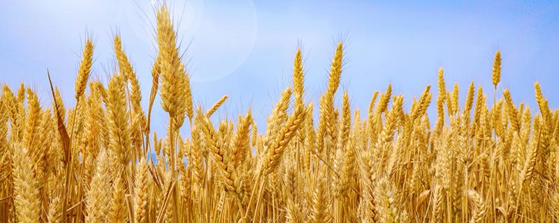 小麦如何施肥 冬季小麦怎么施肥