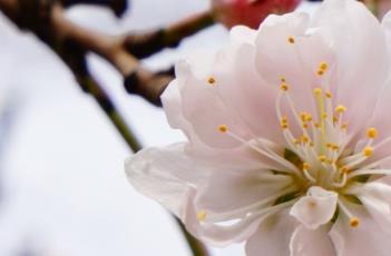 五宝垂枝桃的花是什么颜色 五宝垂枝