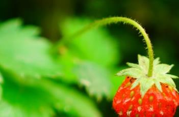 野草莓（野草莓伯格曼）