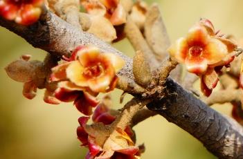 金缕梅科植物的主要特征 金缕梅科