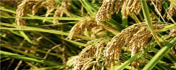 龙粳4556水稻品种介绍 龙粳46水稻品种简介