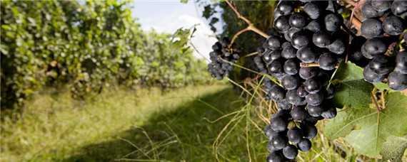 葡萄的生长环境和特点 葡萄的生长气候