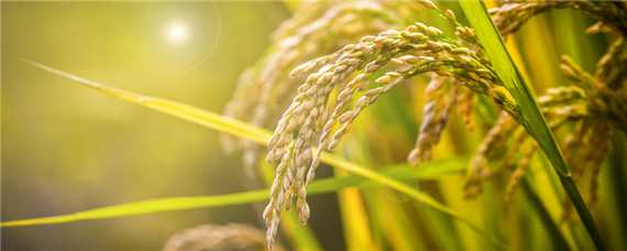 太空水稻是怎样培育出来的 太空育种水稻