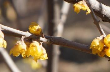 蜡梅科的树种花期都在冬季 蜡梅科