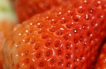 草莓种植技术与管理视频 草莓种植技巧