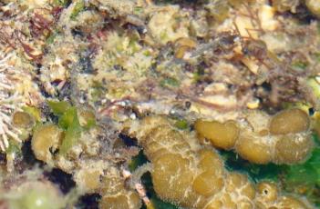 囊藻图片 囊藻