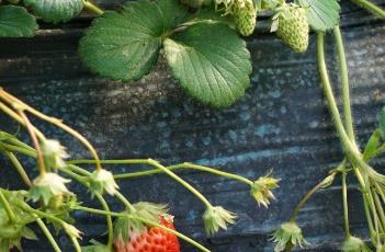 冬季草莓保根的方法有哪些 冬季草莓保根的方法