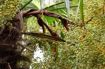 棕榈科 棕榈科植物有哪些