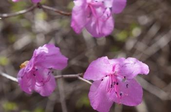 杜鹃花