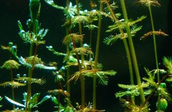 狐尾藻净化水质效果 狐尾藻