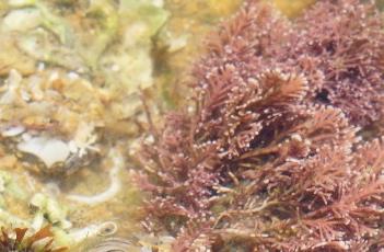 珊瑚上长褐藻了怎么办 珊瑚藻