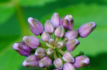 紫花碎米荠