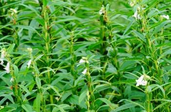 芝麻种植技术芝麻种植的密度如何确定? 芝麻种植技术