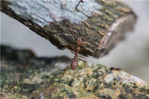 红火蚁位列最危险入侵物种！红火蚁具体有哪些危害？附详情！