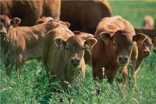 2021年农村创业养牛怎么样