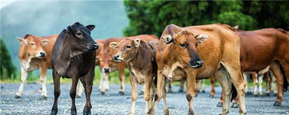 德国弗莱维赫牛品种特征介绍 德国弗莱维赫牛品种特征介绍图片