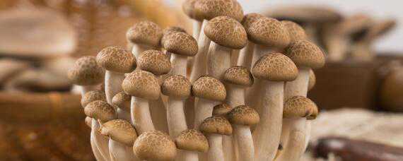 蘑菇生长周期（蘑菇生长周期是多少天?）