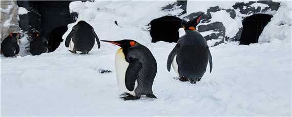 为什么帝企鹅在冬天繁殖而再夏天 为什么帝企鹅在冬天繁殖