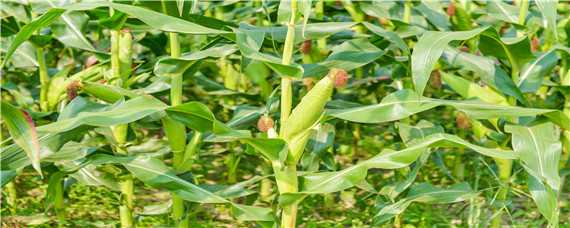 河南春玉米最早播种时间