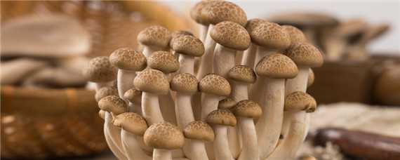 蘑菇成长的全部过程图 蘑菇成长的全部过程