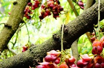 大果油麻藤 蛇皮果树