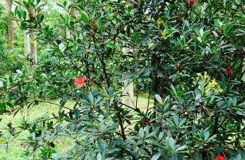 盆栽杜鹃红山茶的养殖方法（盆栽杜鹃红山茶的养殖方法和时间）
