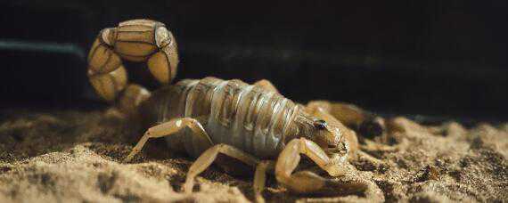 蝎子怎么养殖在家里怎么养殖蝎子 养殖蝎子的方法