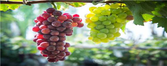 浪漫红颜葡萄种植技术与管理 浪漫红颜葡萄种植技术