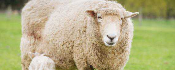 羊青储饲料的制作方法 羊青贮饲料的制作方法