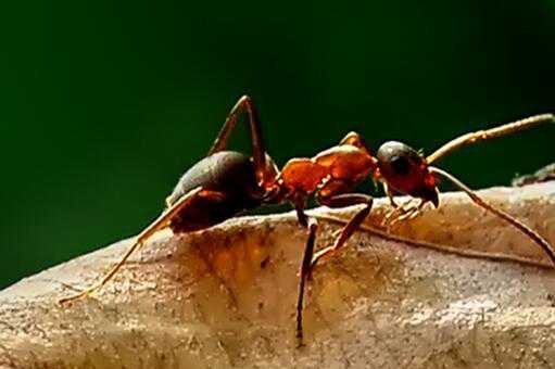 红火蚁最怕什么（红火蚁最怕什么气味）