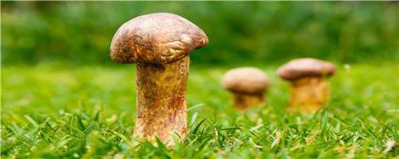 野生菌菇种类 野生菌菇种类名字以及图片