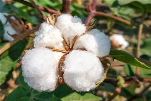新疆种植棉花的有利条件是什么（新疆种植棉花的有利条件有哪些）