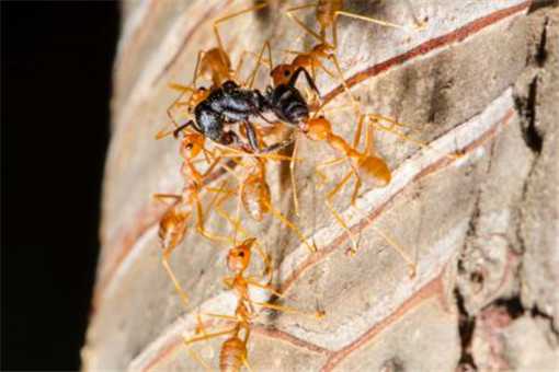红火蚁具体怎么消灭用什么药最快 红火蚁具体怎么消灭用什么药