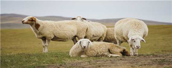 绵羊的养殖技术与管理 绵羊的养殖技术与管理方法